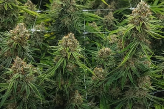 Oregon Weed Player Snags Shuttered Dwight Grow House In Illinois Push
