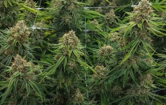 Oregon Weed Player Snags Shuttered Dwight Grow House In Illinois Push