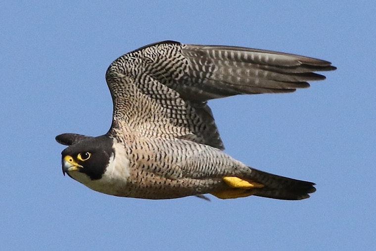 Falcons Back On The Stack As Wisconsin Power Plants Turn Into Sky-High Nurseries
