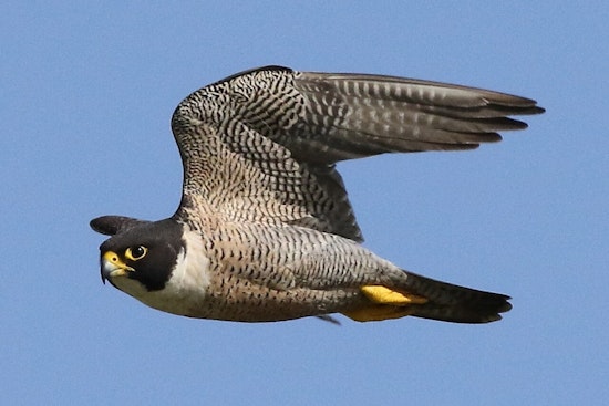 Falcons Back On The Stack As Wisconsin Power Plants Turn Into Sky-High Nurseries