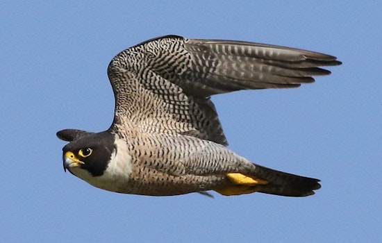 Falcons Back On The Stack As Wisconsin Power Plants Turn Into Sky-High Nurseries