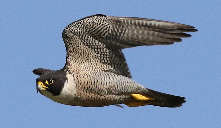 Falcons Back On The Stack As Wisconsin Power Plants Turn Into Sky-High Nurseries
