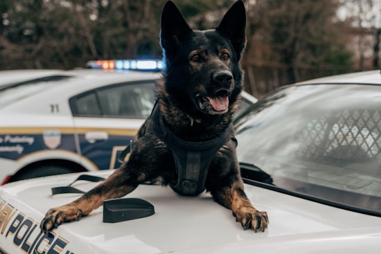 Pierce County Quietly Cuts $20K Check After Sheriff’s K‑9 Bites Man Under Car