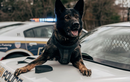 Pierce County Quietly Cuts $20K Check After Sheriff’s K‑9 Bites Man Under Car