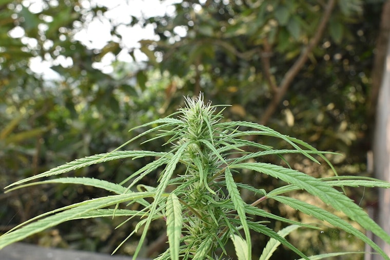 Pine City Cannabis Operator Charged Over $1.9M Tax Bill