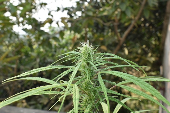 Pine City Cannabis Operator Charged Over $1.9M Tax Bill