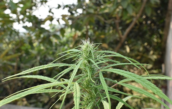 Pine City Cannabis Operator Charged Over $1.9M Tax Bill
