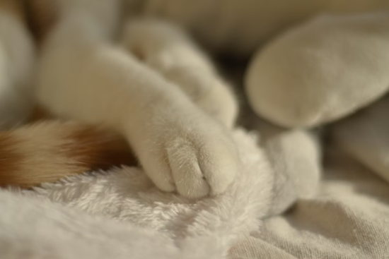 Pittsburgh Pet Cremation Scandal Shocks Harrisburg as House Rushes Crackdown Bill