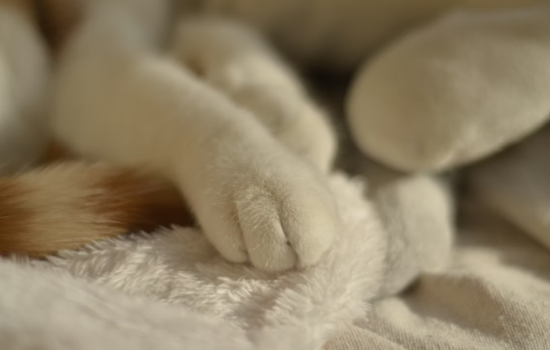 Pittsburgh Pet Cremation Scandal Shocks Harrisburg as House Rushes Crackdown Bill