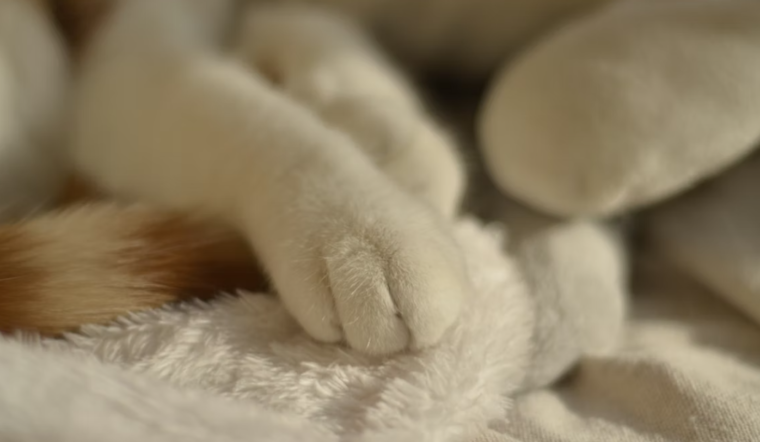 Pittsburgh Pet Cremation Scandal Shocks Harrisburg as House Rushes Crackdown Bill