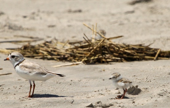 Plovers and Pickups Clash on Massachusetts Beaches