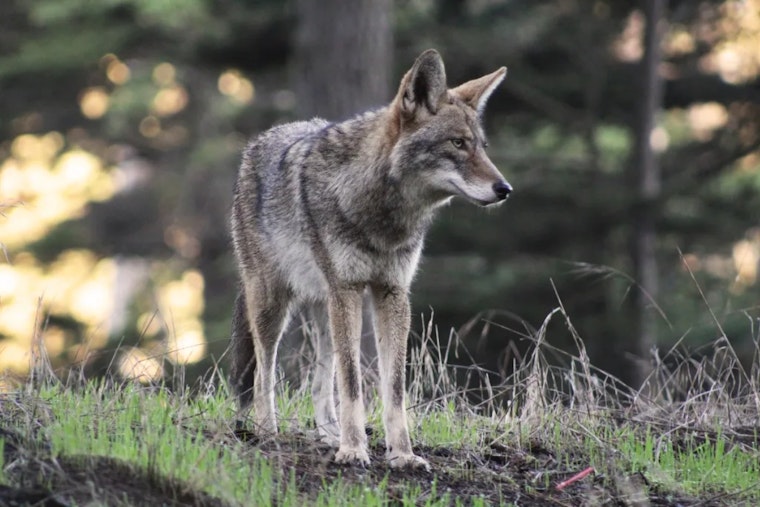 Presidio Boots Dogs From Prime Trails As Coyotes Guard Their Pups