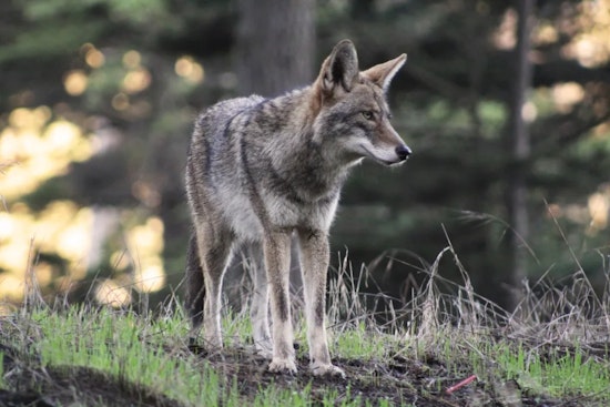 Presidio Boots Dogs From Prime Trails As Coyotes Guard Their Pups