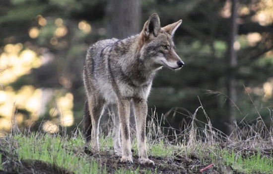 Presidio Boots Dogs From Prime Trails As Coyotes Guard Their Pups