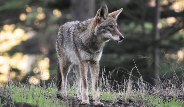 Presidio Boots Dogs From Prime Trails As Coyotes Guard Their Pups