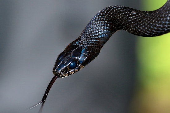 Punta Gorda Airbnb Guests Yank Snake From Bedcovers In Wake-Up Shock