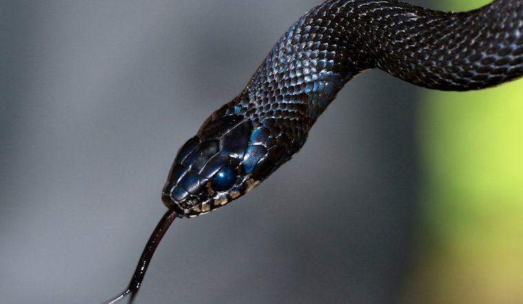 Punta Gorda Airbnb Guests Yank Snake From Bedcovers In Wake-Up Shock