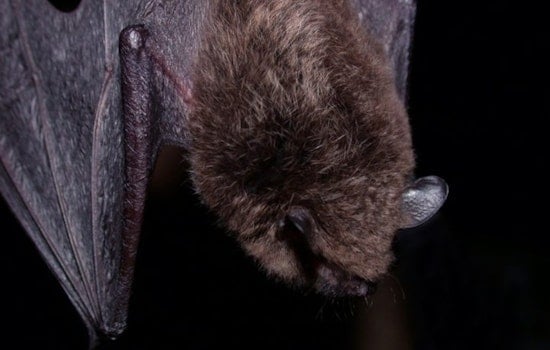 Rabid Bat Scare In Escondido Has County On The Hunt For Exposed Residents