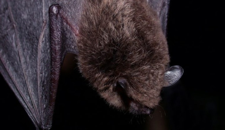 Rabid Bat Scare In Escondido Has County On The Hunt For Exposed Residents