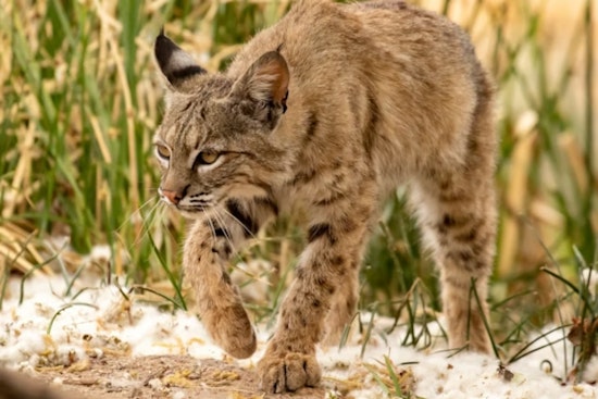 Rabid Bobcat's Dog-Mauling Spree Shocks Sierra County