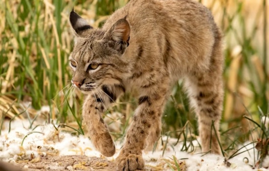 Rabid Bobcat's Dog-Mauling Spree Shocks Sierra County