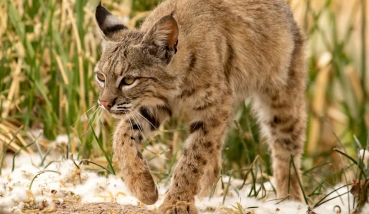 Rabid Bobcat's Dog-Mauling Spree Shocks Sierra County