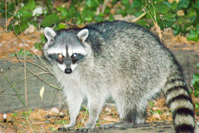 Rabid Raccoon And Dog Rattle Quiet Douglasville Cul-de-sac