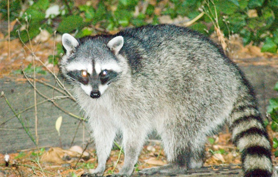 Rabid Raccoon And Dog Rattle Quiet Douglasville Cul-de-sac