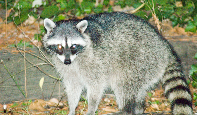 Rabid Raccoon And Dog Rattle Quiet Douglasville Cul-de-sac