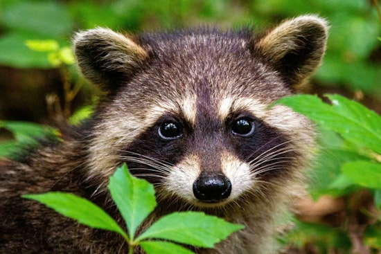 Rabid Raccoon Rattles Pullen Park Area As Police Warn Pet Owners