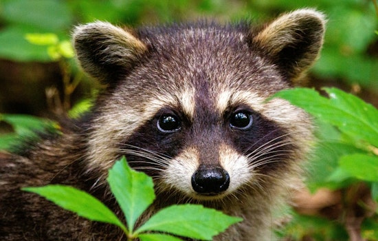 Rabid Raccoon Rattles Pullen Park Area As Police Warn Pet Owners