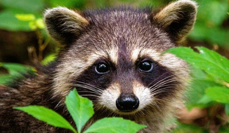 Rabid Raccoon Rattles Pullen Park Area As Police Warn Pet Owners