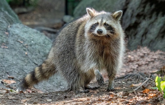 Rabid Raccoon Rattles Quiet Mount Holly Neighborhood