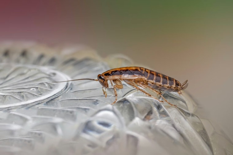 Rats, Roaches And A Dead Rodent: Health Inspectors Slam South Florida Spots From Miami To Aventura