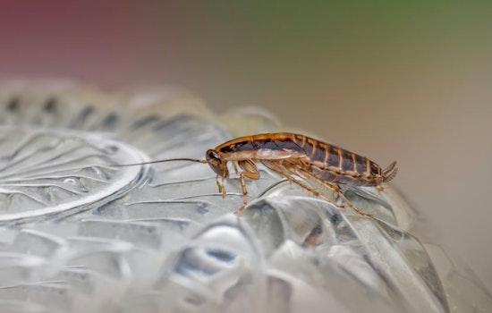 Rats, Roaches And A Dead Rodent: Health Inspectors Slam South Florida Spots From Miami To Aventura