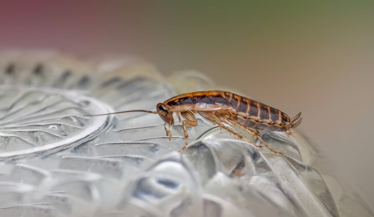 Rats, Roaches And A Dead Rodent: Health Inspectors Slam South Florida Spots From Miami To Aventura