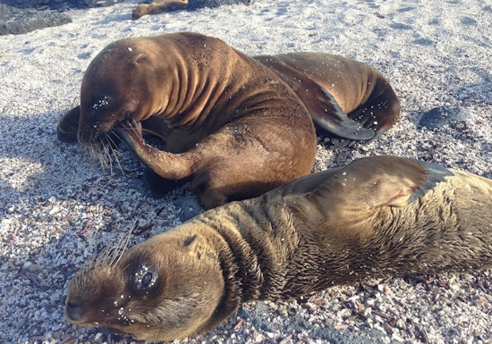 Redondo Sea Lion Release as Shootings Alarm Rescuers