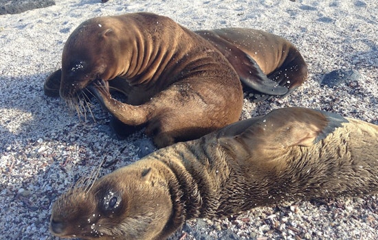 Redondo Sea Lion Release as Shootings Alarm Rescuers