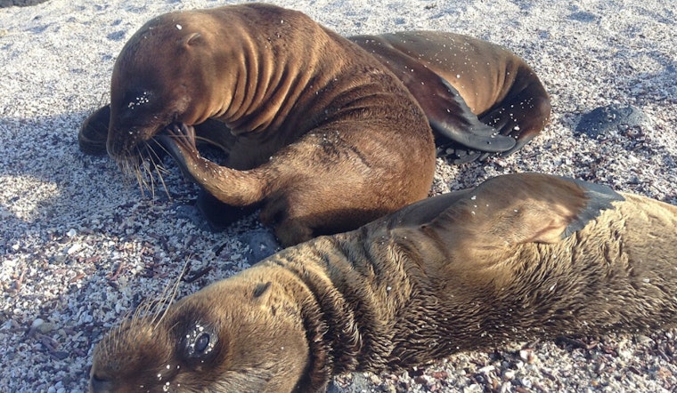 Redondo Sea Lion Release as Shootings Alarm Rescuers