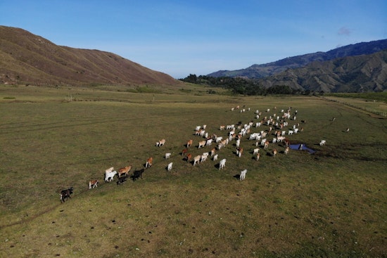 Regenerative Grazing Helps Texas Ranchers Weather Drought
