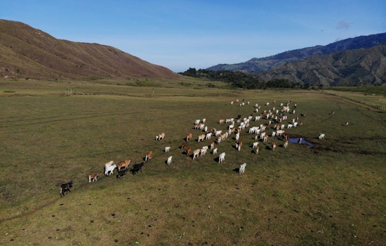 Regenerative Grazing Helps Texas Ranchers Weather Drought