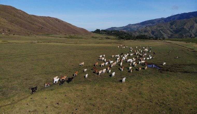 Regenerative Grazing Helps Texas Ranchers Weather Drought