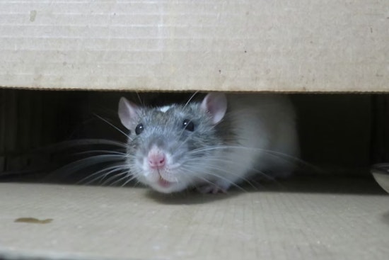 Rodents, Roaches And Rank Odors: Inside Tarrant County’s Latest Kitchen Crackdown