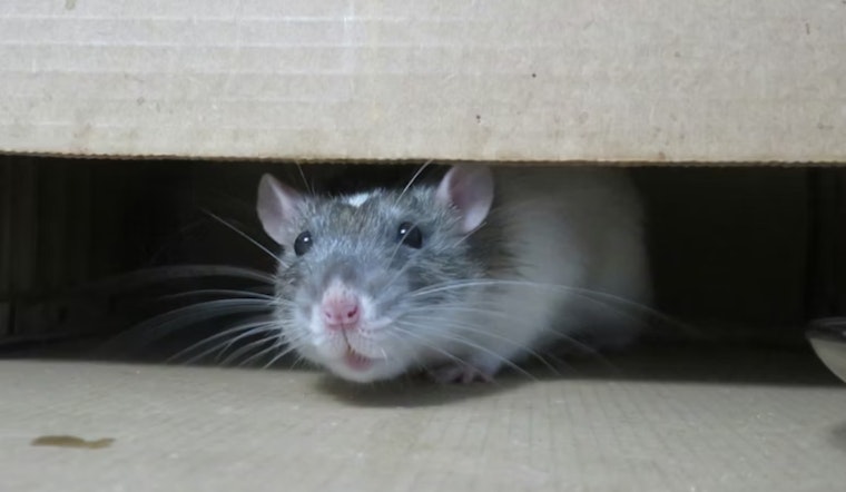 Rodents, Roaches And Rank Odors: Inside Tarrant County’s Latest Kitchen Crackdown