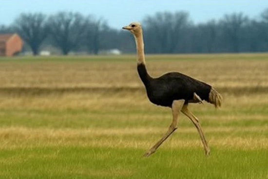 Runaway Ostrich Prompts Rural Road Warning Before Heading Home In Madison County
