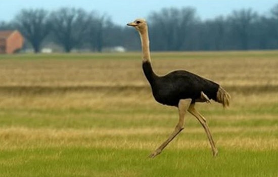 Runaway Ostrich Prompts Rural Road Warning Before Heading Home In Madison County