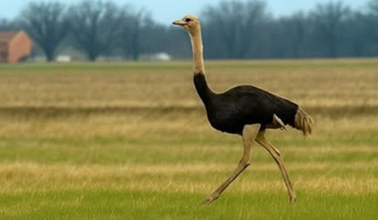 Runaway Ostrich Prompts Rural Road Warning Before Heading Home In Madison County