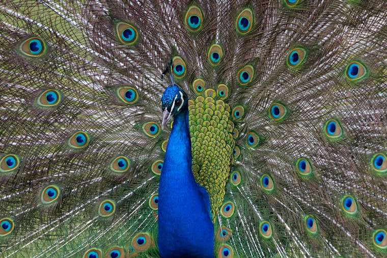 Runaway Peacock Struts Through Cherry Hill, Pops Up Near Voorhees Target