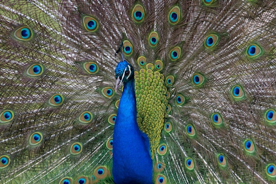 Runaway Peacock Struts Through Cherry Hill, Pops Up Near Voorhees Target