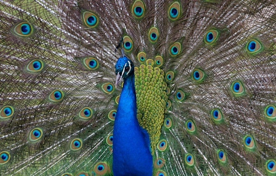 Runaway Peacock Struts Through Cherry Hill, Pops Up Near Voorhees Target